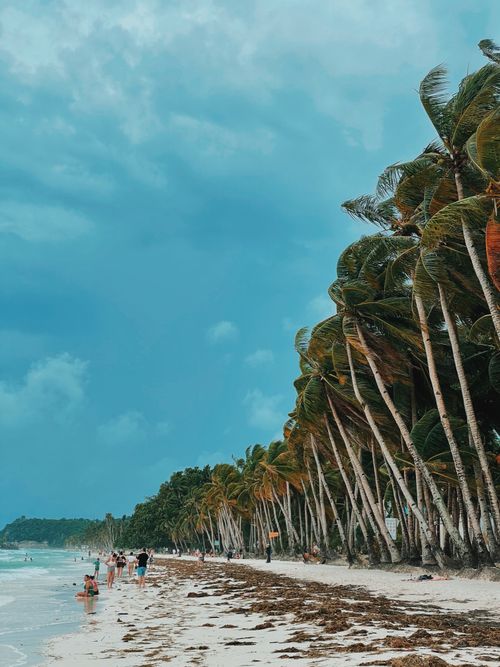 Free A serene beach scene with palm trees and people enjoying a cloudy day by the sea. Stock Photo