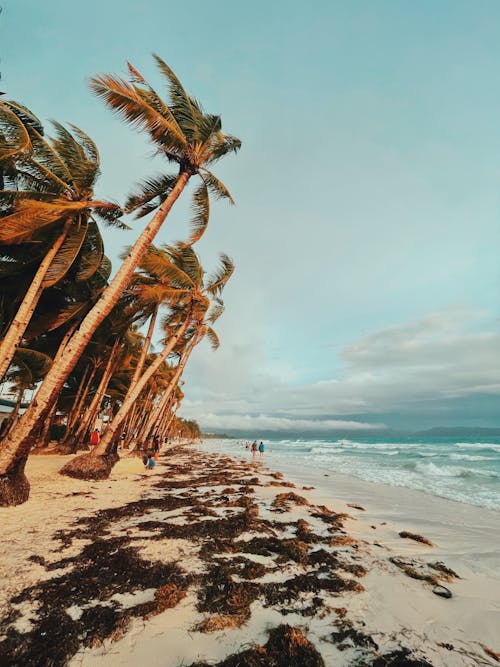 Darmowe zdjęcie z galerii z morze, natura, palmy