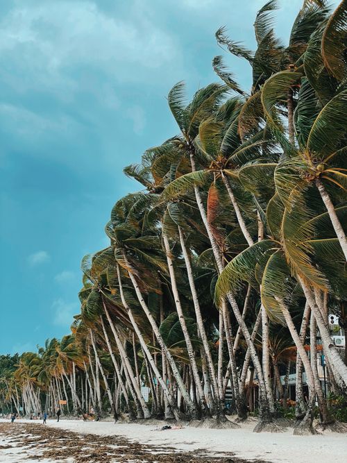 Free Tropical beach lined with tall palm trees swaying in the wind under an overcast sky. Stock Photo
