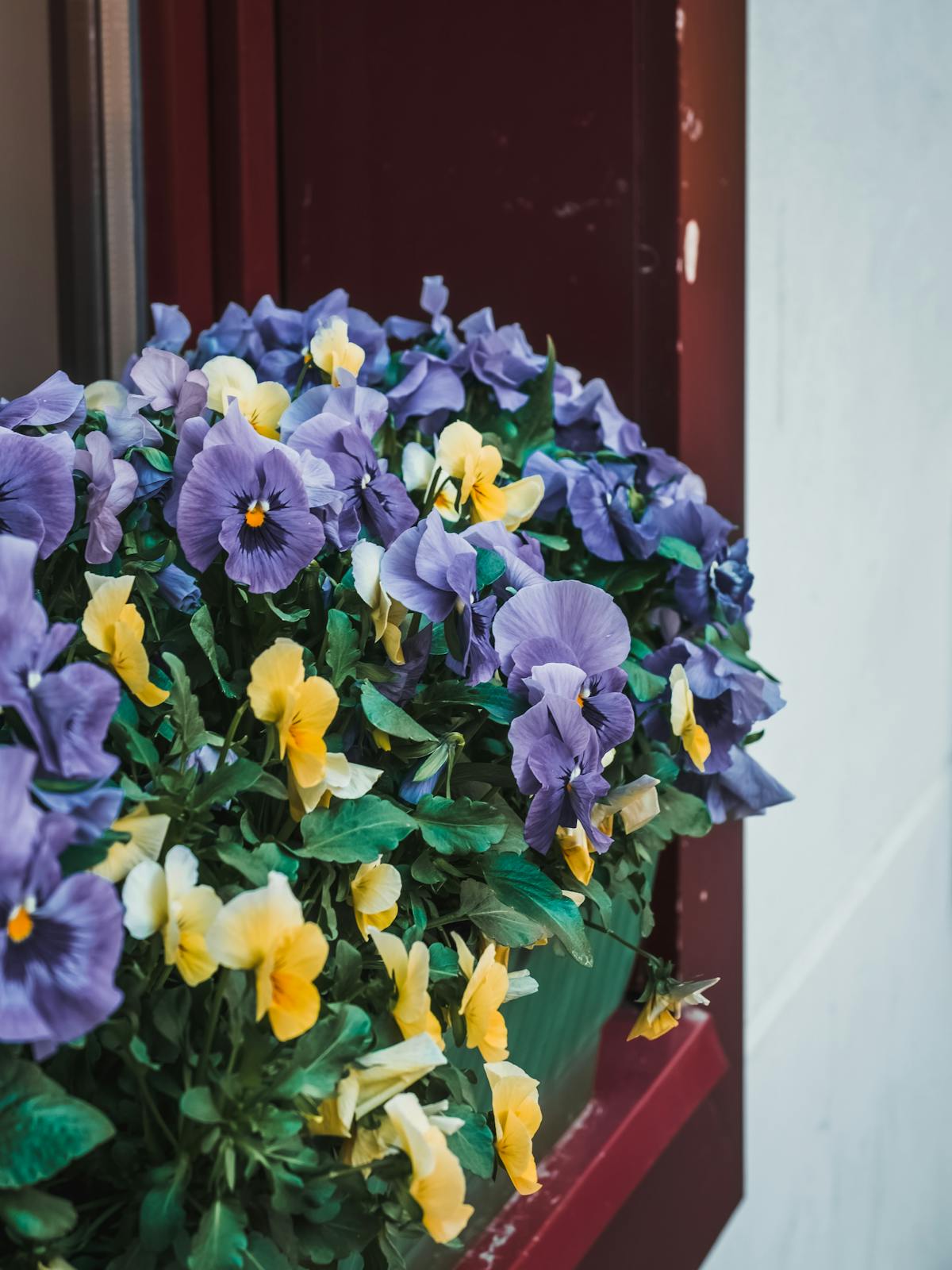 Pansies Photos, Download The BEST Free Pansies Stock Photos & HD Images
