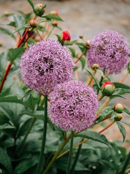 Vibrant purple allium flowers in full bloom with lush green leaves and budding stems.