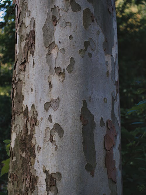 Close-up of a Tree Trunk 