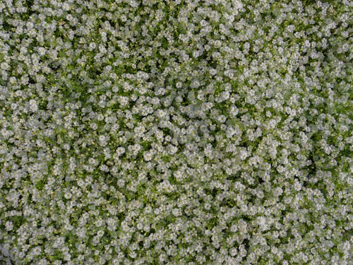Close-up of a Shrub with Tiny White Flowers