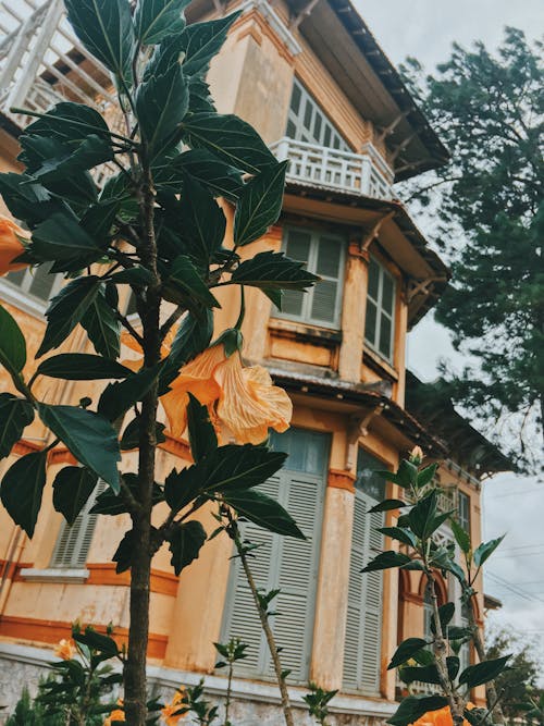 Ilmainen kuvapankkikuva tunnisteilla arkkitehtuuri, hibiskus, hotelli