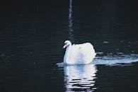 一只雄伟的白天鹅优雅地滑过湖面，水面映出清晰的倒影