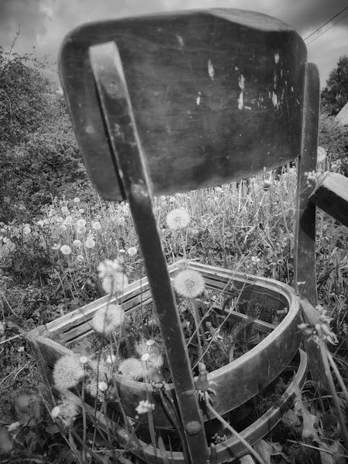 Free stock photo of black and white, dandelions, nature