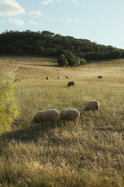 Sheep on Grassland