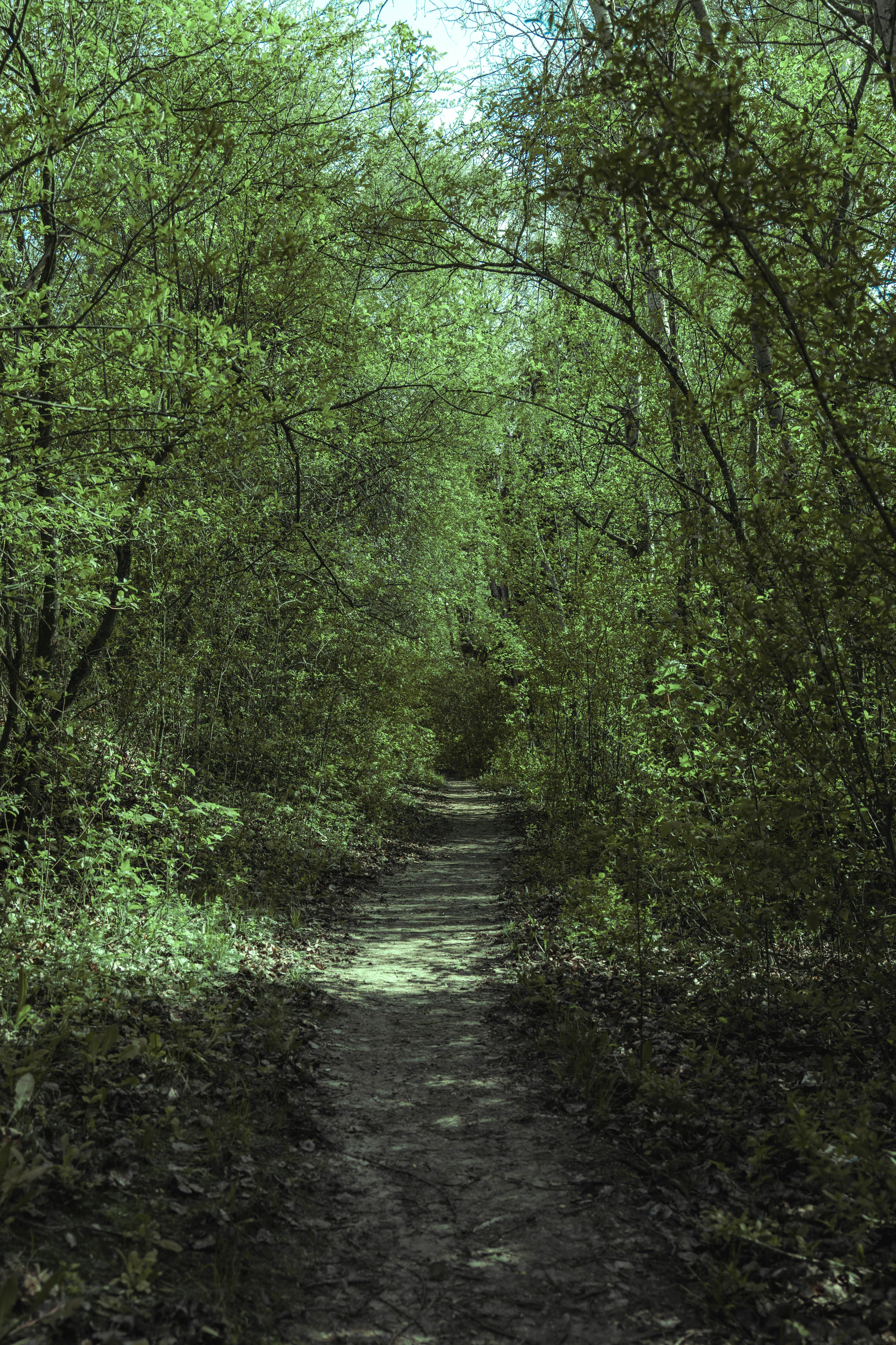 Footpath in Forest · Free Stock Photo