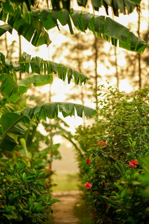 Luxuriant Vegetation in Garden