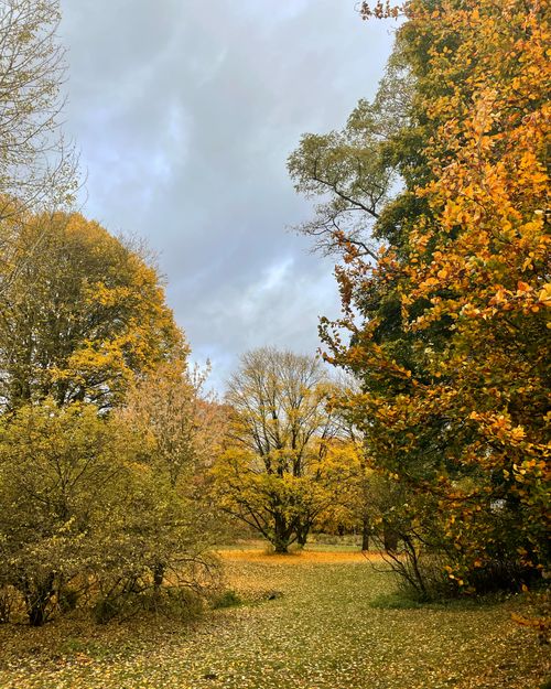 Free Bright autumn park scene with vibrant tree foliage and cloudy sky. Stock Photo