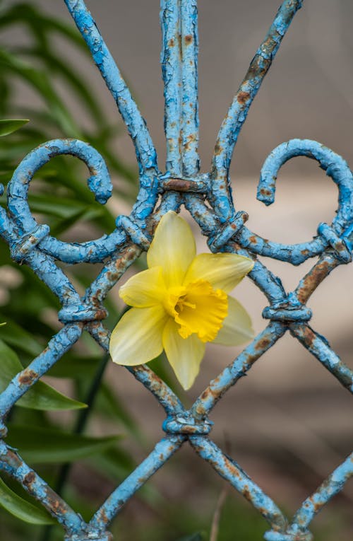 Yellow Daffodil on Fence