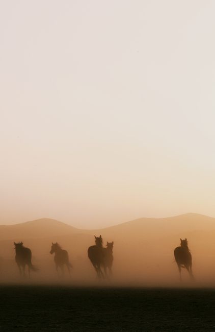 Silhouette of wild horses running across a dusty field at sunset with hills in the background.
