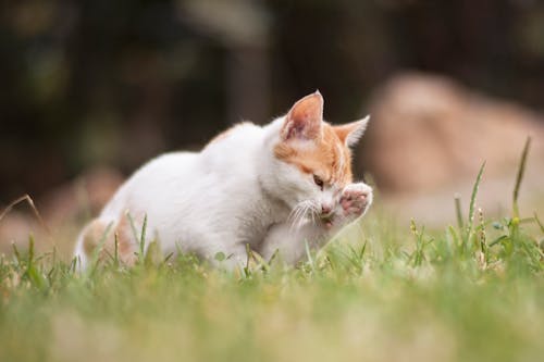Kostenlos Katze Auf Gras Stock-Foto