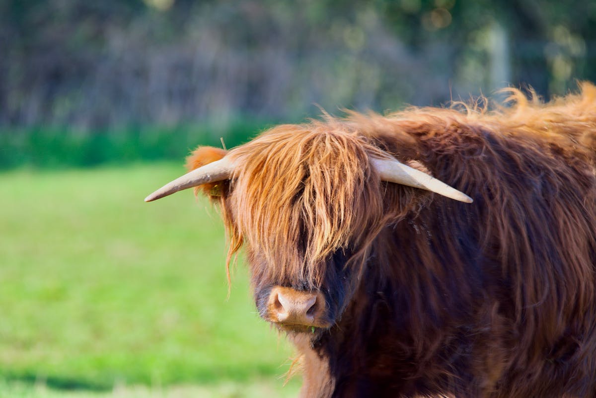 Highland Cattle Wallpaper Photos, Download The BEST Free Highland ...