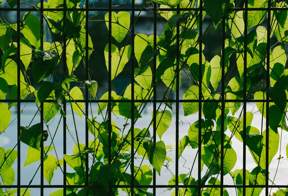 Sunlit green leaves intertwined in a metal fence, creating a natural pattern and texture.