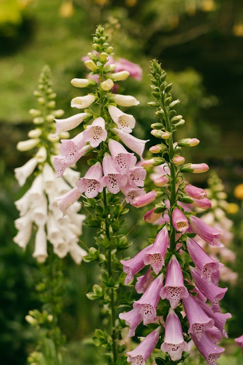 Close up of Colorful Flowers