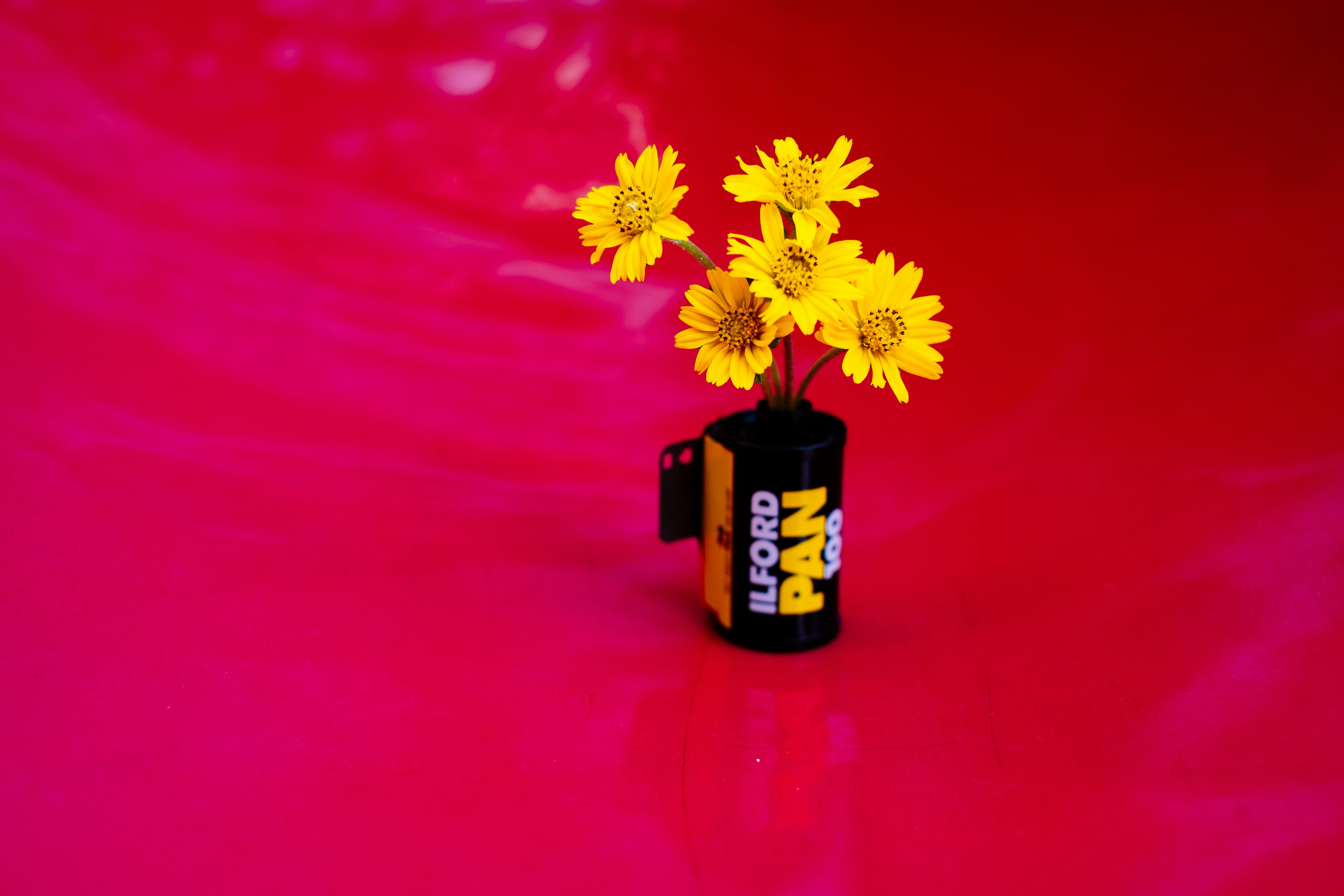 Close-up of yellow flowers arranged in a film canister against a vibrant red backdrop.