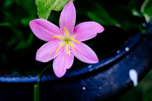 Free Vibrant pink rain lily (Zephyranthes) in a black pot captured in close-up, showcasing its beauty. Stock Photo