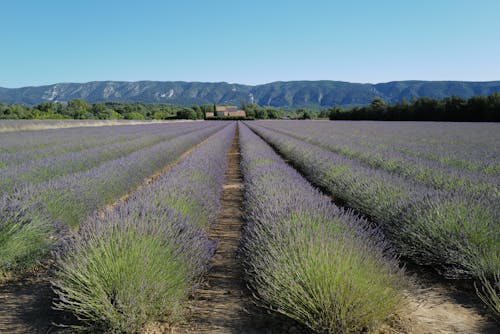 Immagine gratuita di campo, estate, fiori