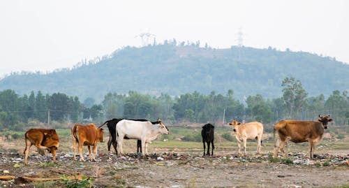 Darmowe zdjęcie z galerii z bydło, krowy, pastwisko