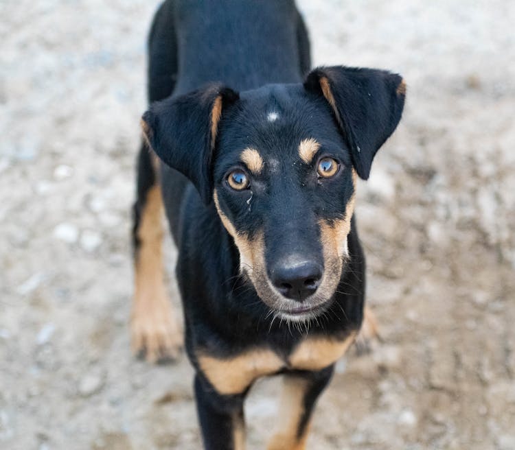 Close Up Of Dog