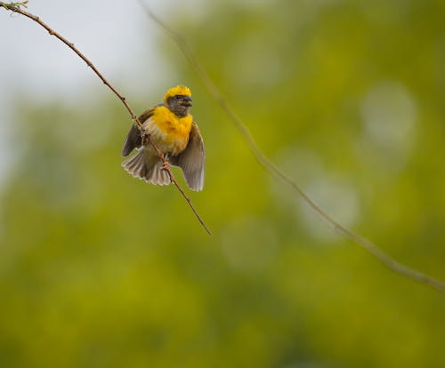 Yellow Bird on Branch