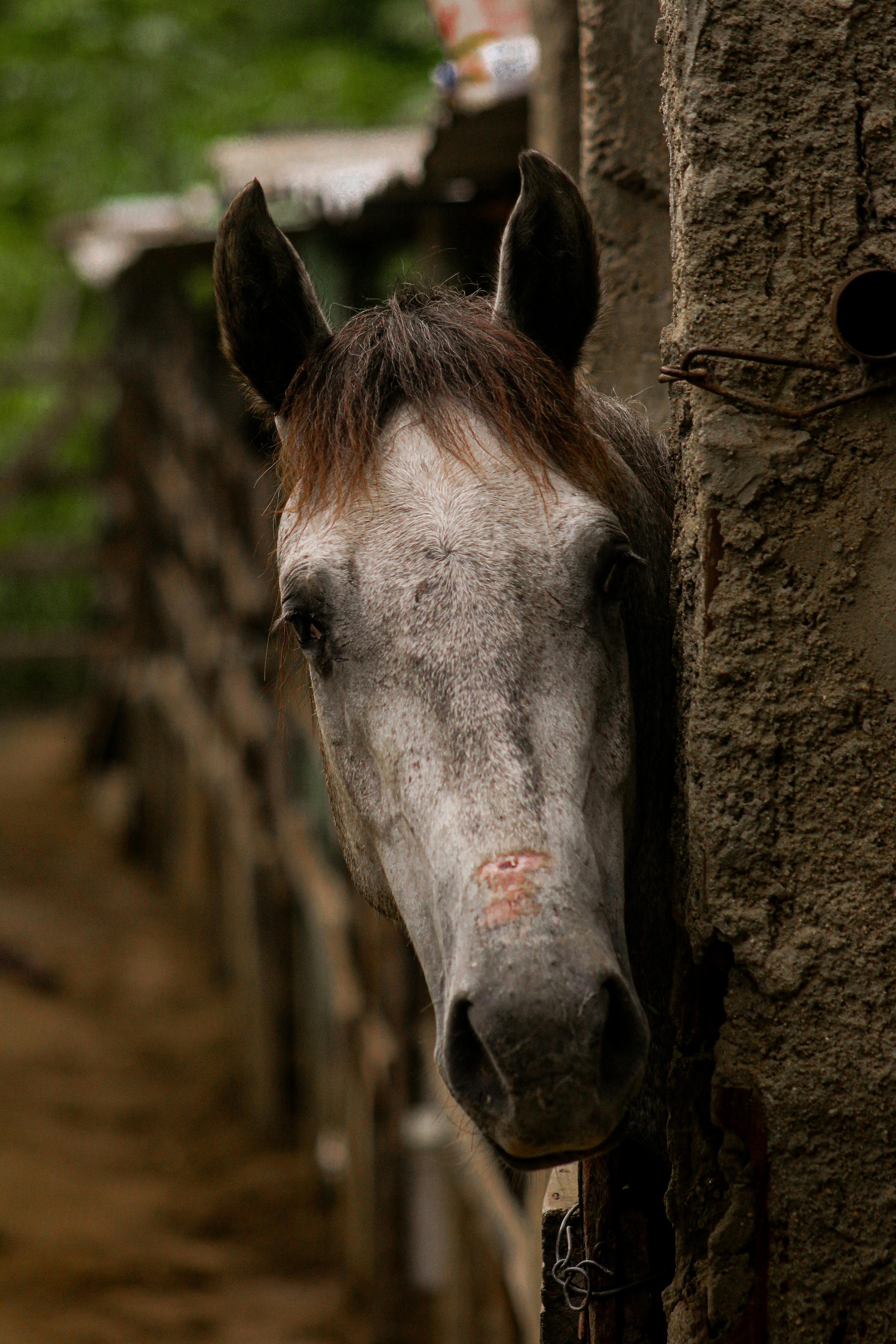 A curious gray horse peeking from behind a stable wall, showcasing a playful and serene farm setting.