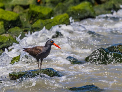 Close-up of a Blackish Oystercatcher on a Rock in a Stream 