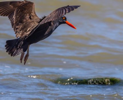 Close up of Flying Blackish Oystercatcher