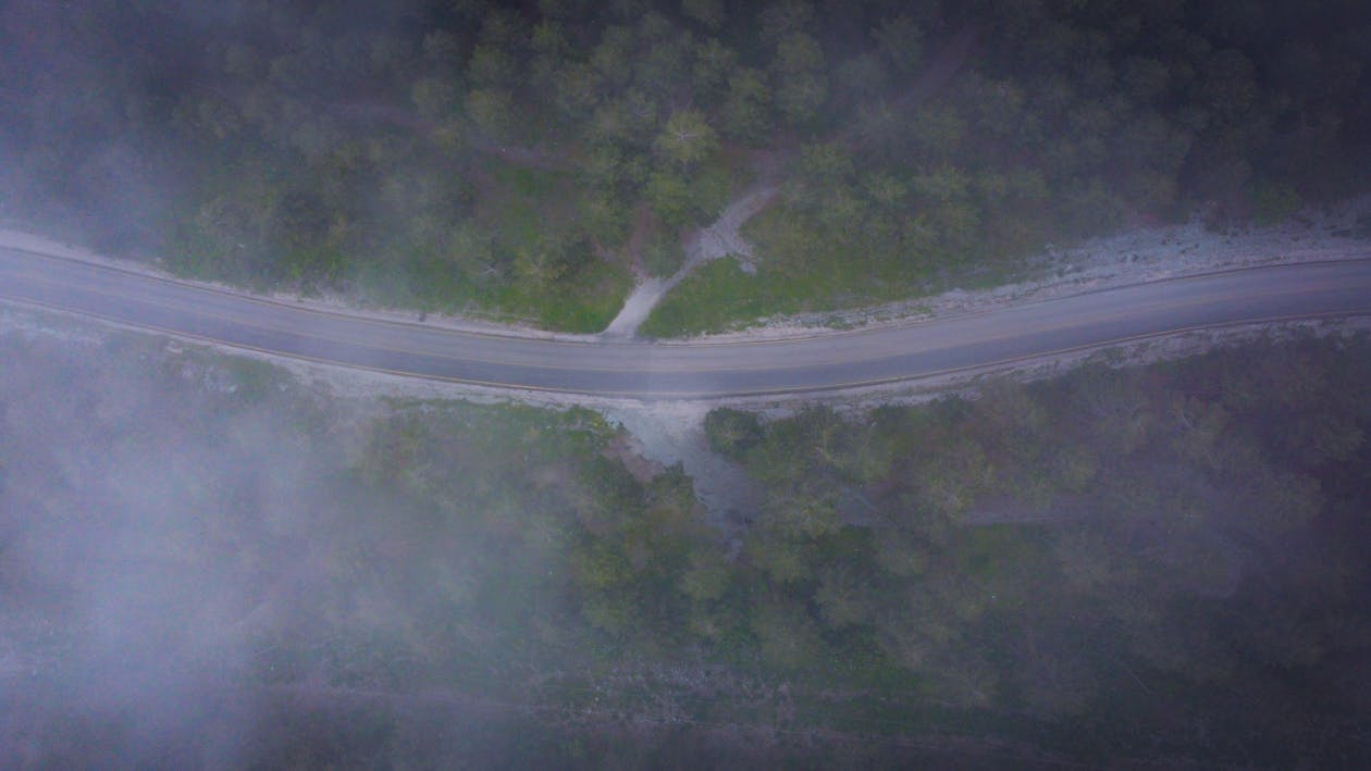 Imagine de stoc gratuită din arbori, ceață, codru