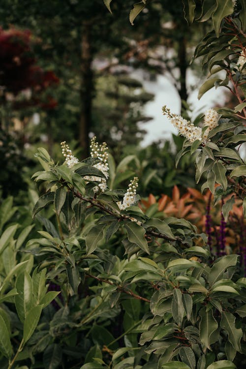 Close-up of a Shrub with White Flowers 