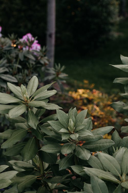 Close-up of a Flowering Shrub in a Garden 