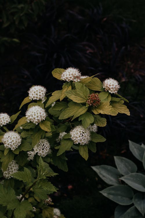 White Flowers on a Shrub 