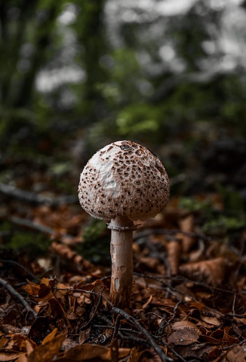 Fotobanka s bezplatnými fotkami na tému dno, huba, príroda