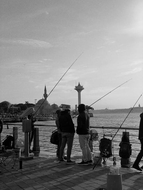 Foto stok gratis hitam & putih, Istanbul, kalkun