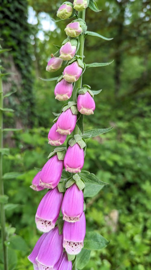 Kostenloses Stock Foto zu blühen, blühende blumen, blume