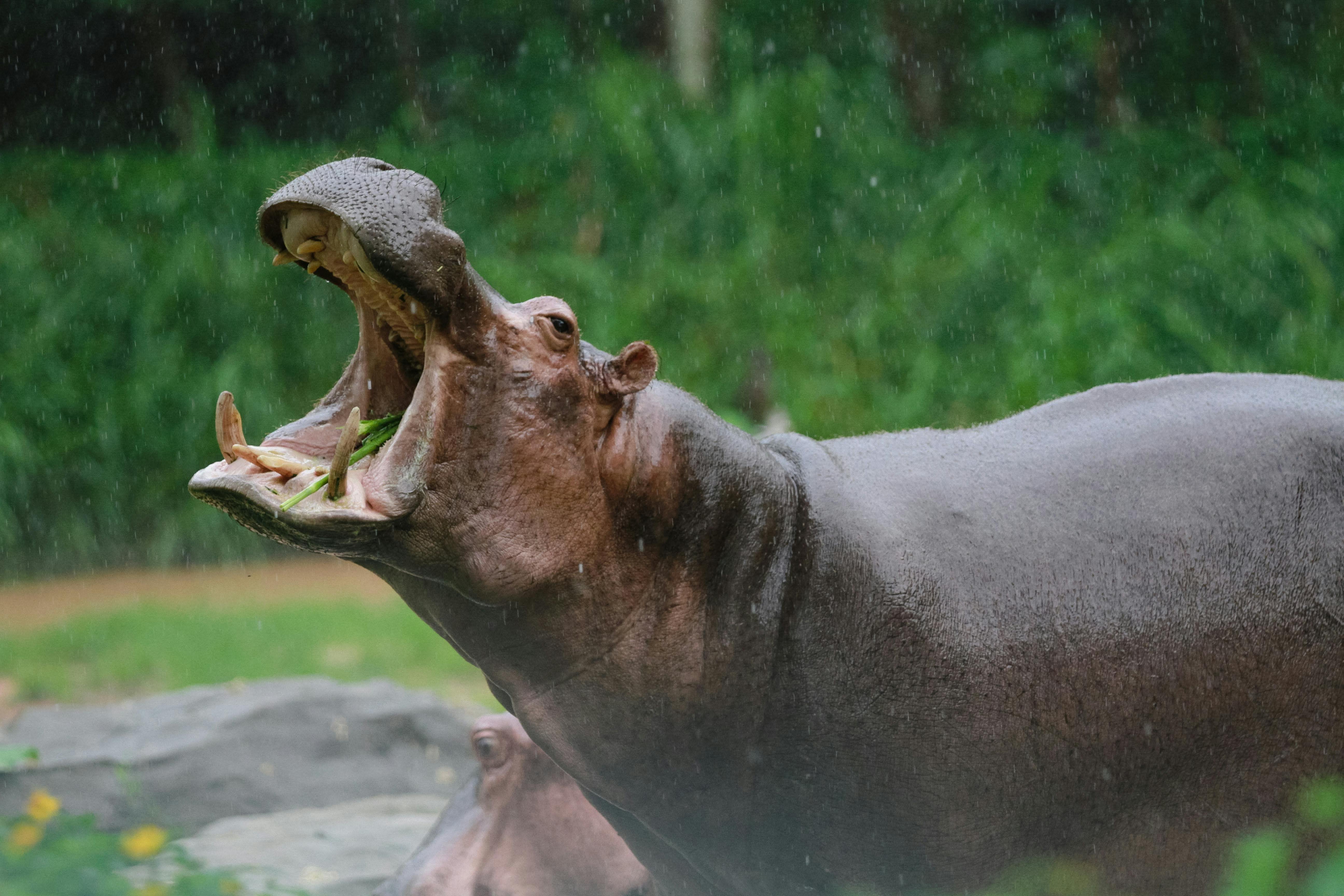 Tinsel Teeth Photos, Download The BEST Free Tinsel Teeth Stock Photos & HD Images