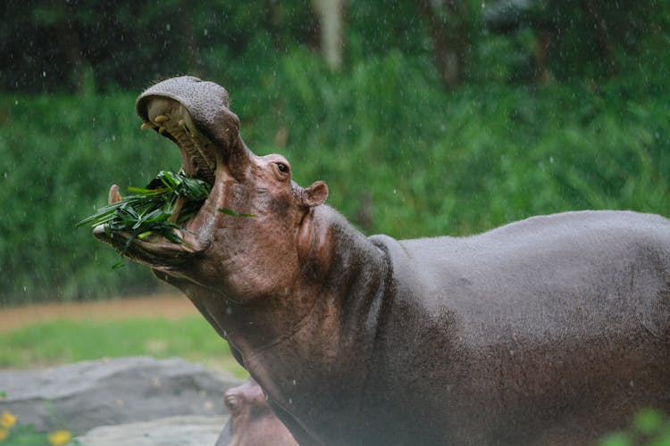 Close-up Of A Hippo Eating Grass