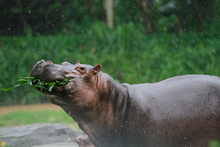 Hippo In Rain