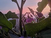 充满活力的日出映衬着精致的紫色花朵，营造出宁静的自然场景