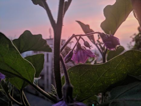 充满活力的日出映衬着精致的紫色花朵，营造出宁静的自然场景