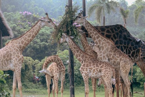 Free A herd of giraffes feeding on foliage in a tropical zoo setting, showcasing their natural beauty. Stock Photo