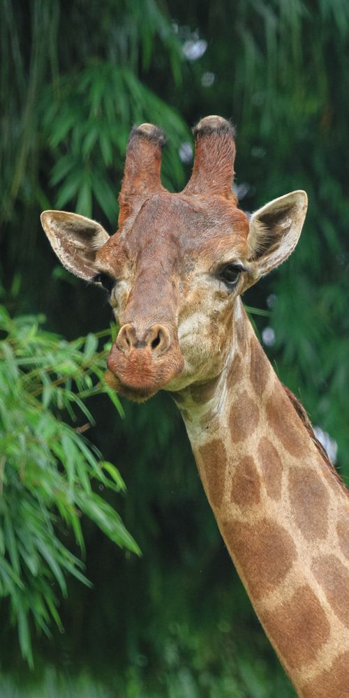 Free Captivating close-up of a giraffe with a natural green backdrop, showcasing its tall neck and distinct features. Stock Photo