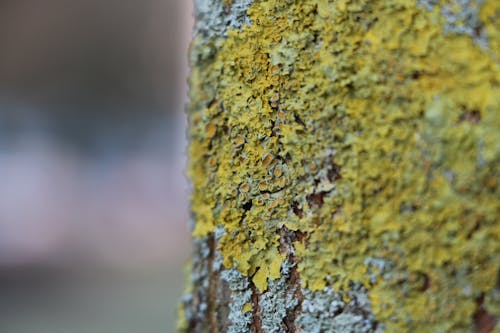 Kostenlos Grüne Und Graue Baumrinde Stock-Foto