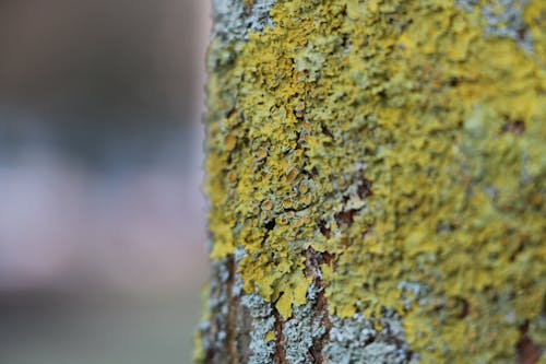 Green and Grey Tree Bark