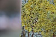 Green and Grey Tree Bark