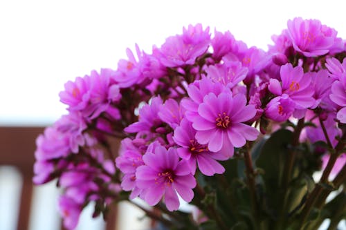 보라색 꽃의 클로즈업 사진
