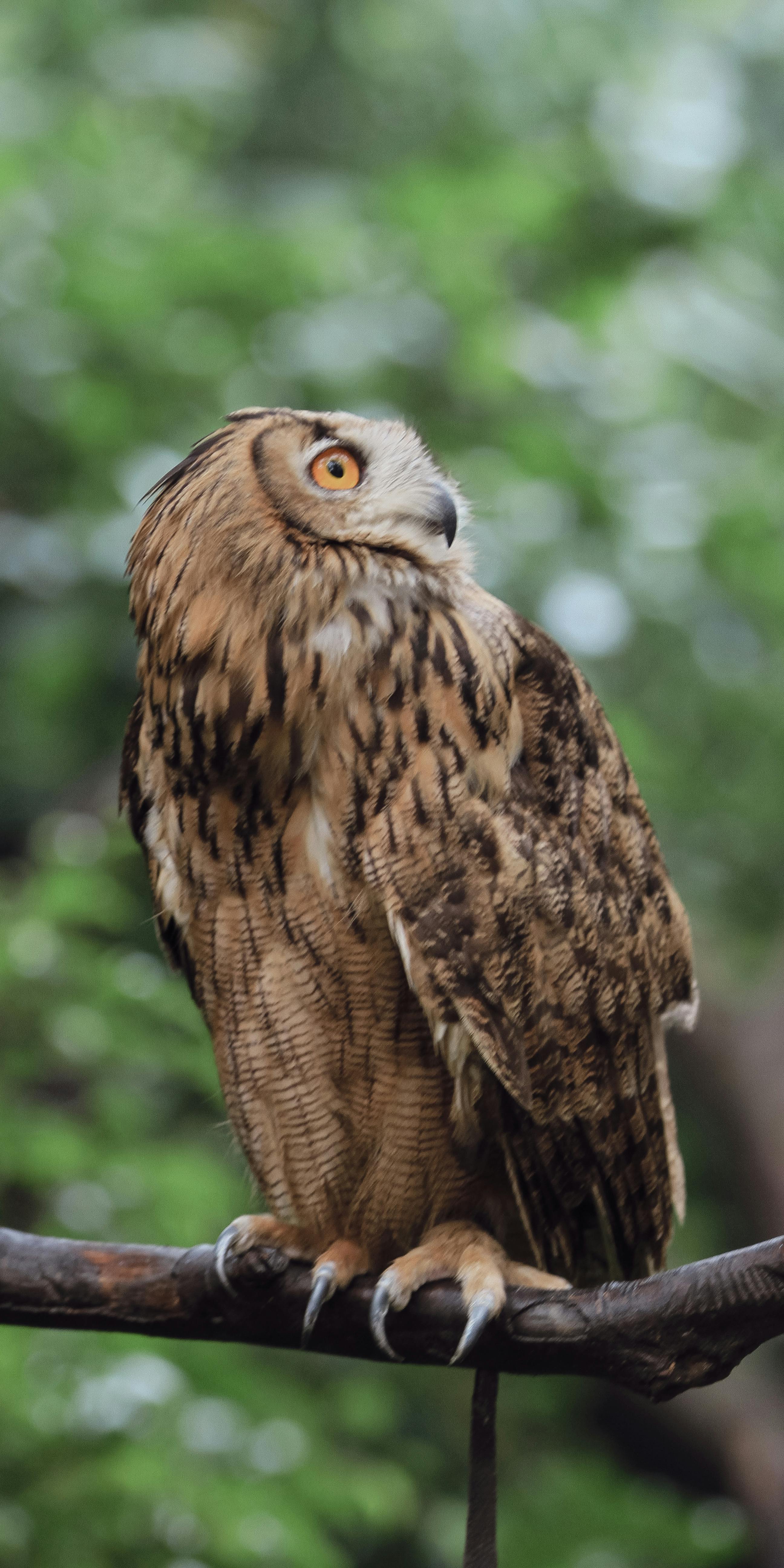 Close-up Photo of Owl with One Eye Open · Free Stock Photo