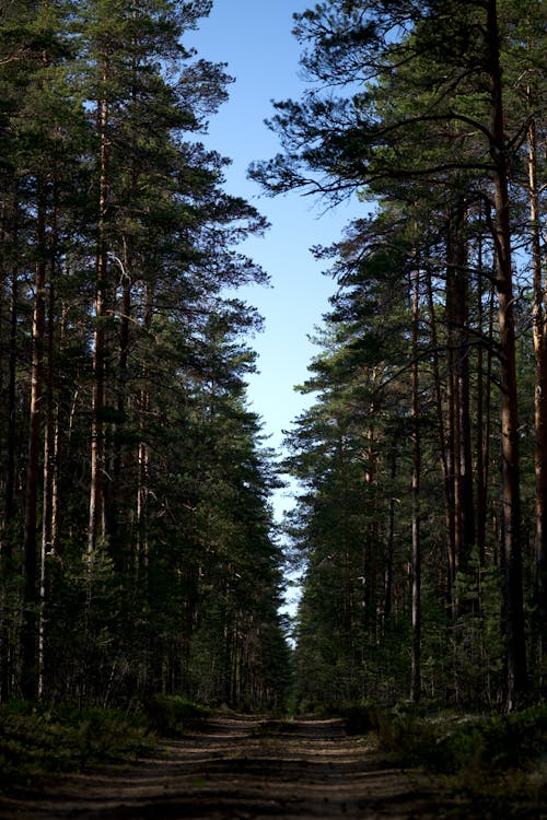 Trail in Forest on Sunny Day