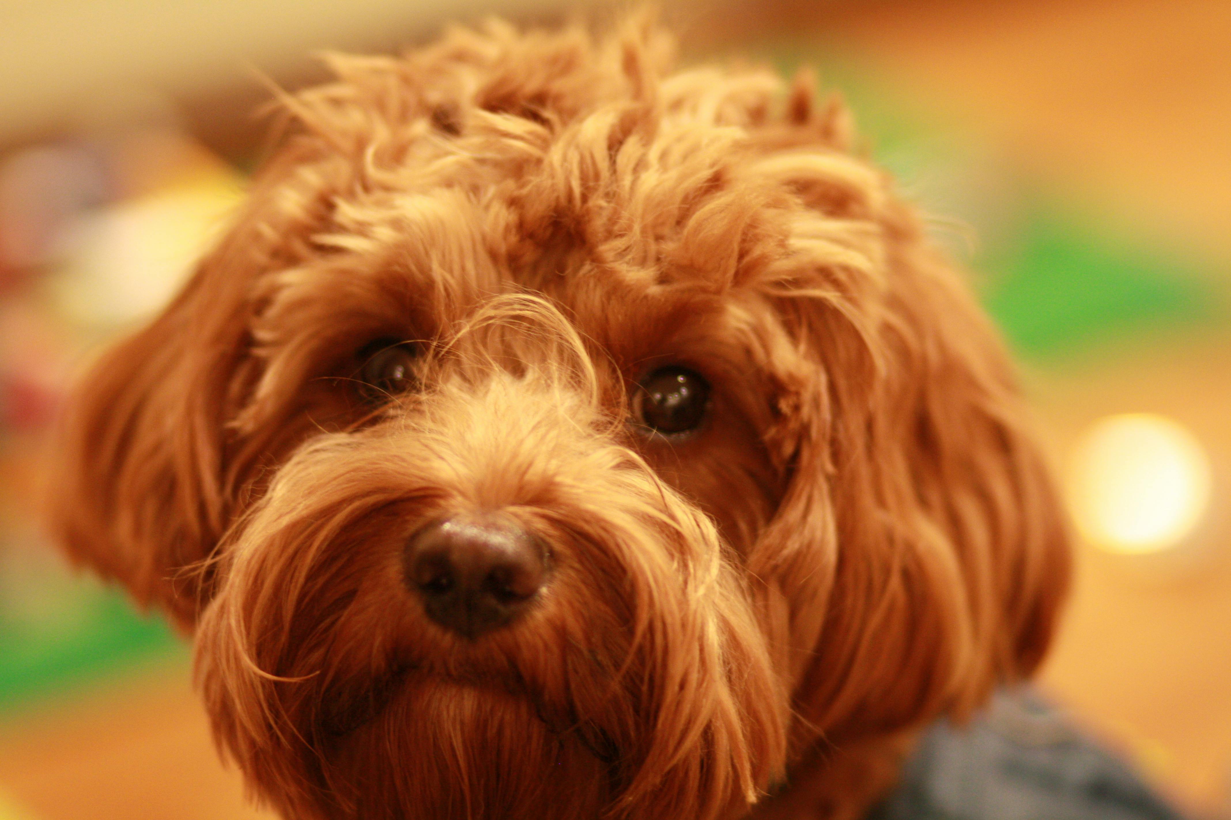 free cavapoo puppies